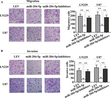 MiR 204 5p Inhibits Migration And Invasion Of Glioma Cells In Vitro A