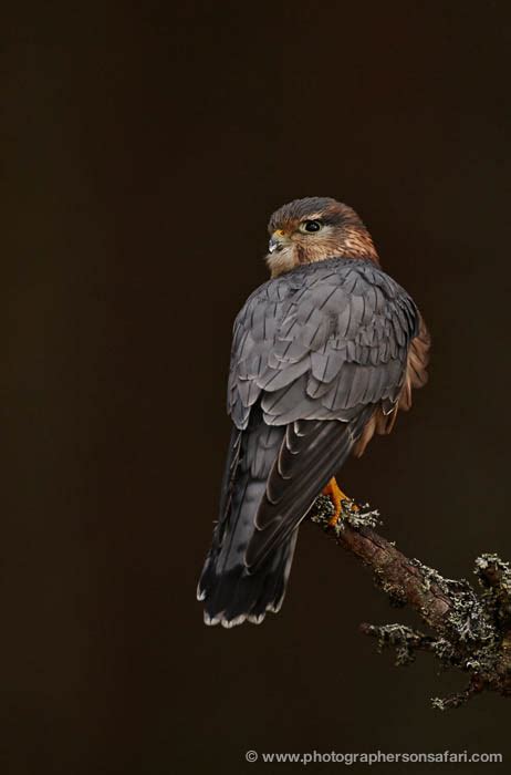 Scotland Wildlife Photography Extravaganza 7 Day Photo Workshop