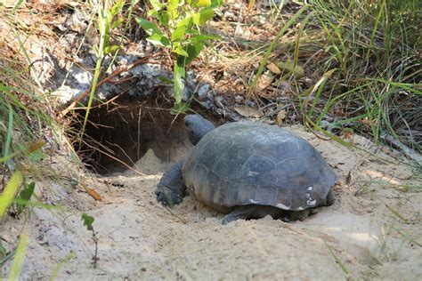 Important And Immensely Interesting Facts About the Gopher Tortoise ...