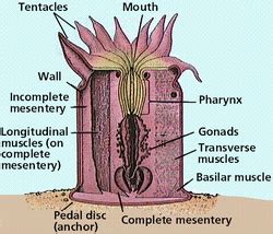 Cnidaria - Digestive System