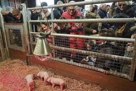 Le Mans La F Te Du Cochon Bat Son Plein L Arche De La Nature Le