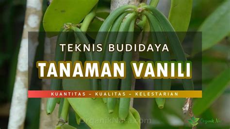 Teknis Budidaya Tanaman Vanili Teknologi Organik Nasa