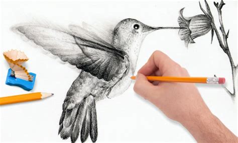 How to Draw a Realistic Bird Like a Pro? - Step-by-Step Guide