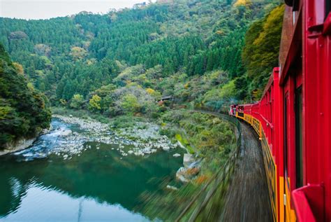 All About the Sagano Scenic Railway in Cherry Blossom Season