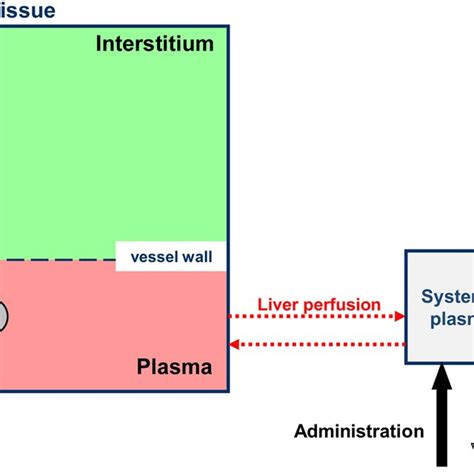 Drug Delivery Model Overview Intravascular Temperature Dependent