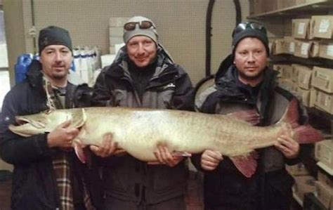 Record Fish Giant Muskie Caught In Michigan Confirmed As World Record