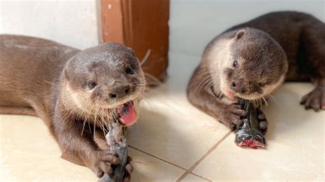 ALDO JOJO SEDANG MAKAN IKAN DI SORE HARI Two Otters Eating Fish In