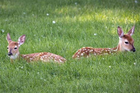 Cute Fawns in the Green Field Stock Image - Image of sweet, fawns ...