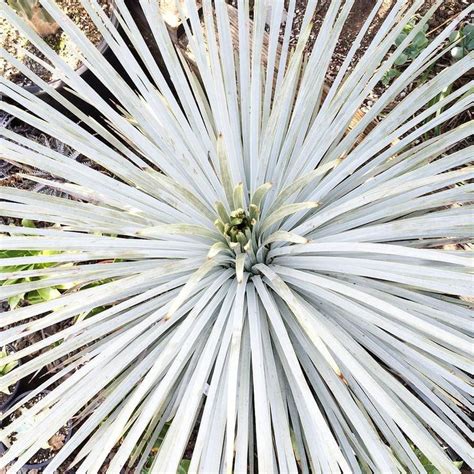 Sstolte On Instagram Yucca Whipplei Water Wise Landscaping