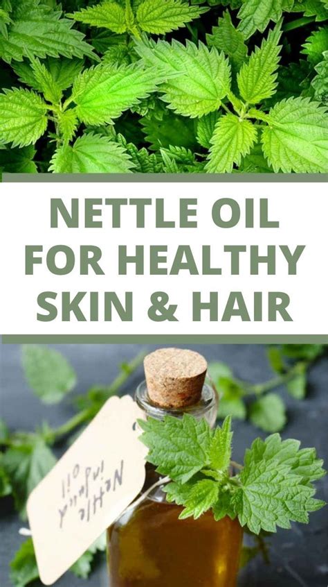 Stinging Nettle Oil In 2021 Diy Natural Beauty Recipes Diy Essential