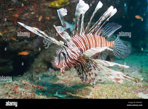 Scorpionfish Common Lionfish Pterois Miles Southern Thailand