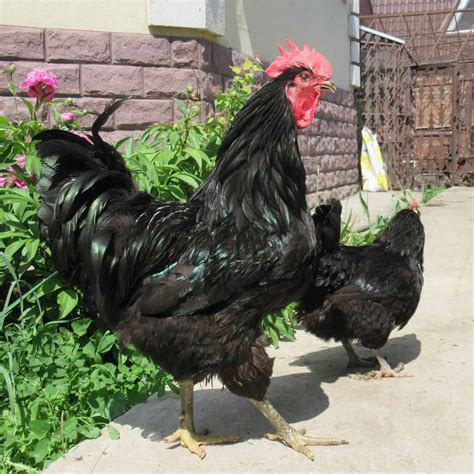 Top 7 Largest Chicken Breeds Also Laying Largest Eggs