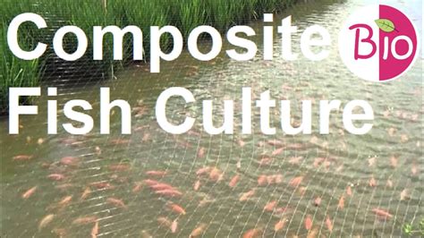 Composite Fish Culture