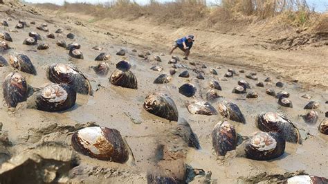 Dry Season Fishing Dig Mud To Catch Big Clams Fishes In River With A