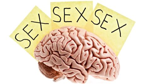 Estos Son Los Efectos De La Pornografía En El Cerebro El Heraldo De San Luis Potosí