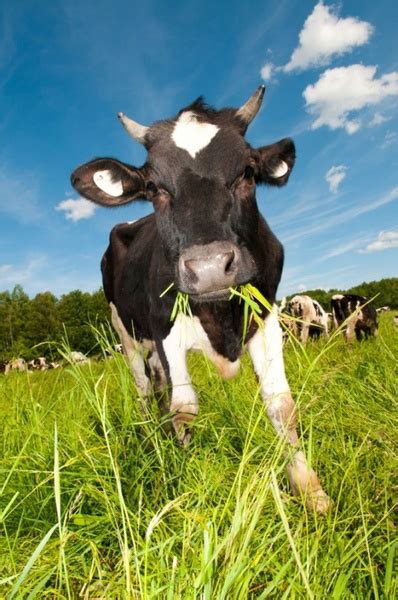 Cows eating grass free stock photos download (4,332 Free stock photos ...