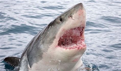 Shark Attack News Great White Shark Encounter Photo Goes Viral As