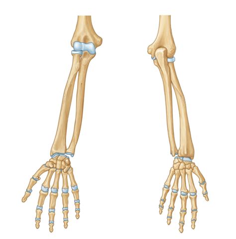 Bony Landmarks Of Ulna And Radius