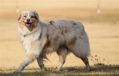 Rodeo Australian Shepherd