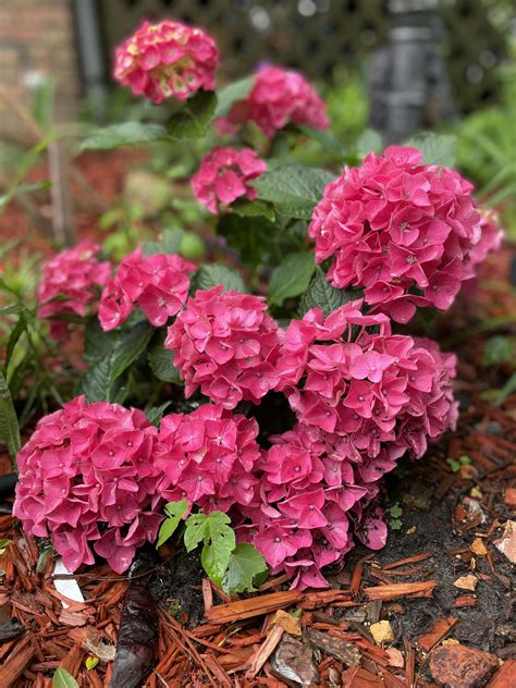 Let's Dance® Rave® Bigleaf Hydrangea - DISCONTINUED