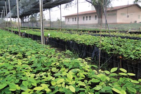 No Clima da Caatinga projeto inicia nova fase de conservação do