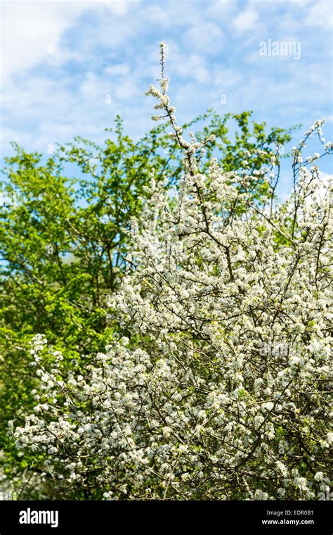 Common Hawthorn Tree Crataegus Monogyna Also Whitethorn Maythorn And