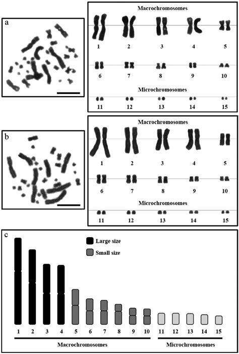 Conventionally Stained Somatic Metaphase Complement And Karyotypes Of