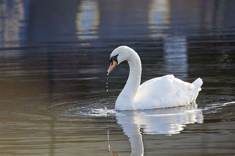 8 Top Ways To Use A Telephoto Lens For Photography