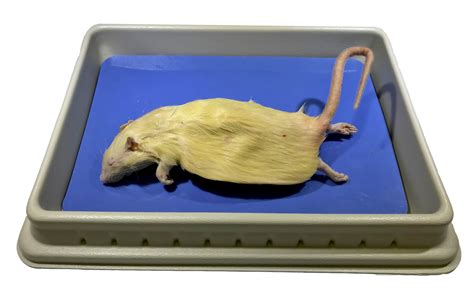rat preserved triple injected nebraska scientific