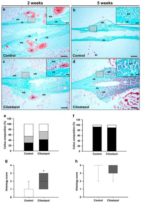 IJMS Free Full Text Cilostazol Stimulates Angiogenesis And