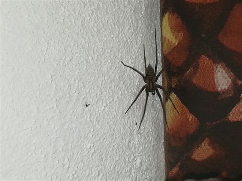 Aranhas Grandes Do Brasil - 10