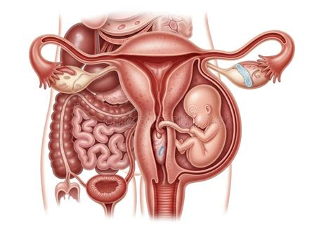 Illustration of the Female Reproductive System Stock Illustration ...