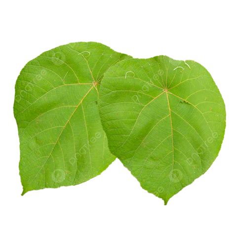 Green Taro Flower Leaves Tropical Flora Think Green Png Transparent