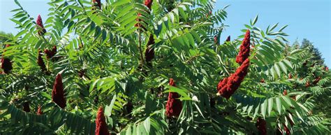 Le Sumac De Virginie Ou Rhus Typhina