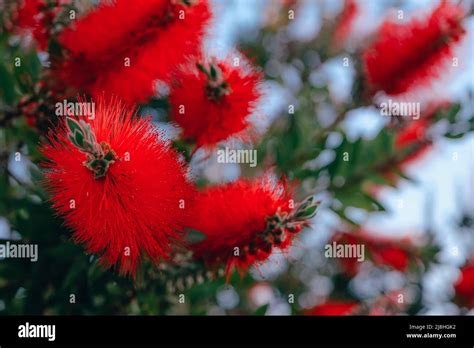 Close Up Of Callistemon Citrinus Red Bottlebrush Flower Stock Photo