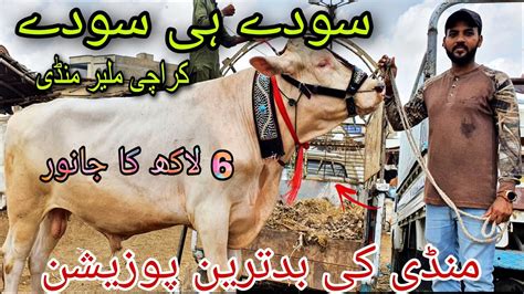 Saste Aur Acche Janwar K Se K Tk Update Malir Mandi Urdu