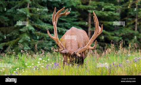 Antlered Bull Elk During Rutting Season Grazing In The Wildgrass And