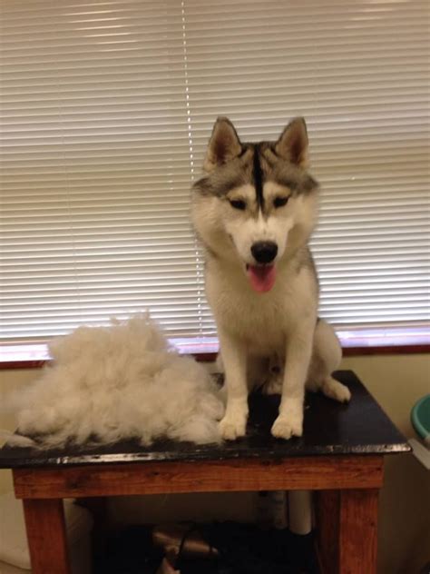 Husky Grooming Styles