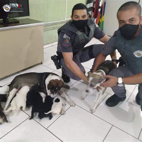 CACHORROS SINAIS DE MAUS TRATOS SÃO RESGATADOS DE TERRENO BALDIO EM