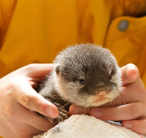 cute-baby-otter | Baby Animal Zoo