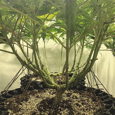 How To Dramatically Boost Yields With Cannabis Lollipopping Rqs Blog