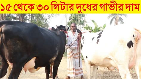 ১৫ থেকে ৩০ লিটার দুধের গাভীর দাম জানুন।বিশাল আকৃতির দুধের গাভীর দাম