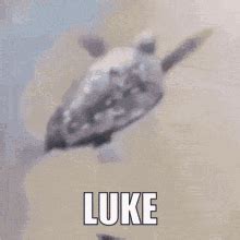 Turtle Flying GIF - Turtle Flying - Discover & Share GIFs