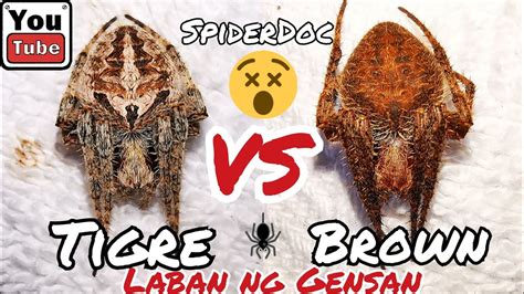 GENSAN Vs GENSAN Tigrehan Vs Brown LOADED Spider Fight Grabeng