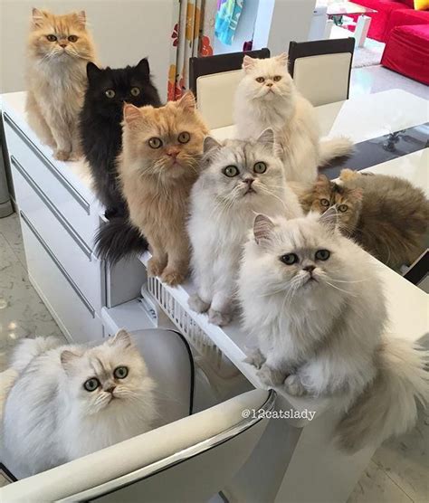 cats lady instagram proves    cat lady
