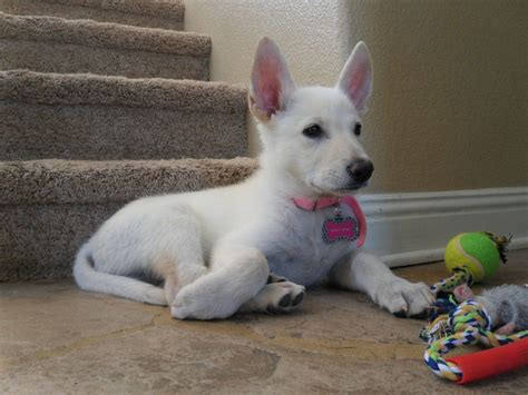 White Shepherd Mix Puppy