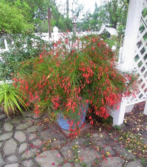 Fire Cracker Plant Plants Cool Plants Desert Plants Landscaping