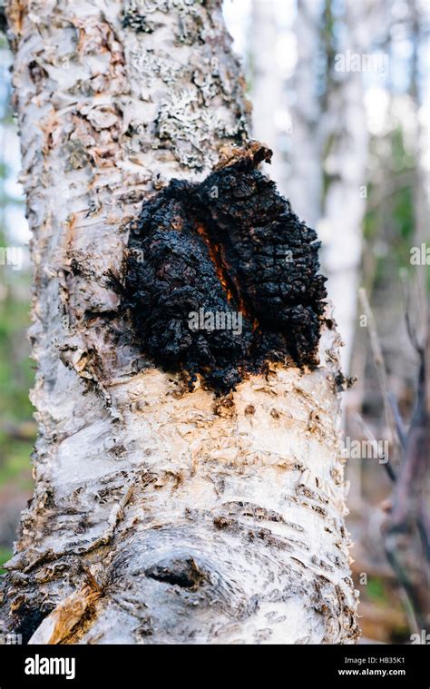 Inonotus Obliquus Chaga Champignons Poussant Sur Un Arbre Du Bouleau