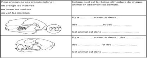 Série d exercices sur L alimentation chez les animaux Adaptation aux