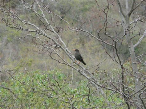 Reserva Los Quebrachitos Zorzal